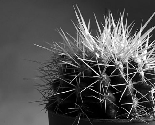 cactus sandra bruyns