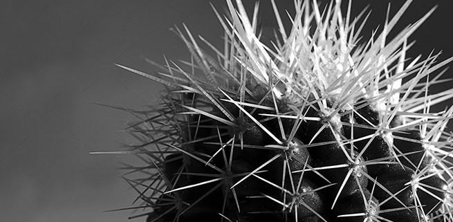 cactus sandra bruyns